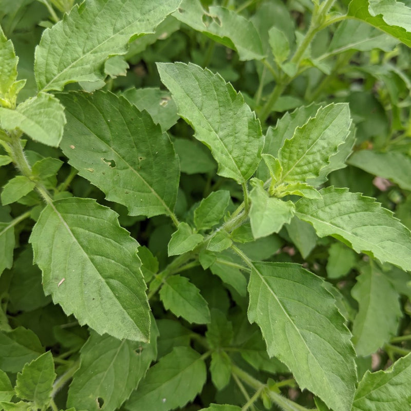 Feuilles de basilic sacré (tulsi)