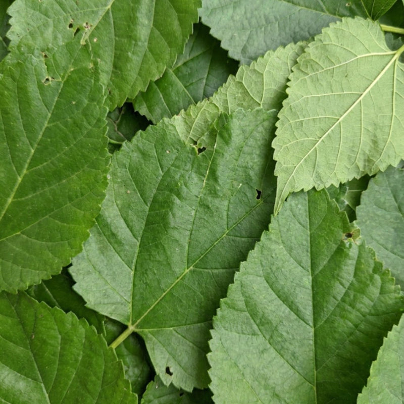 Feuilles de mûrier