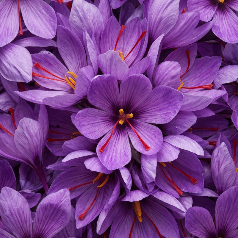 Fleurs de crocus à safran