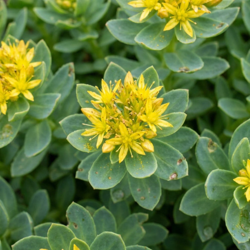 Rhodiola rosea en fleurs